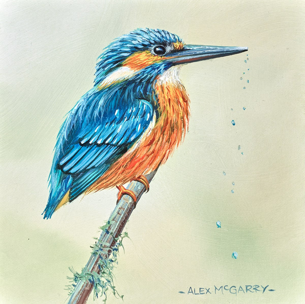 Kingfisher on a Branch