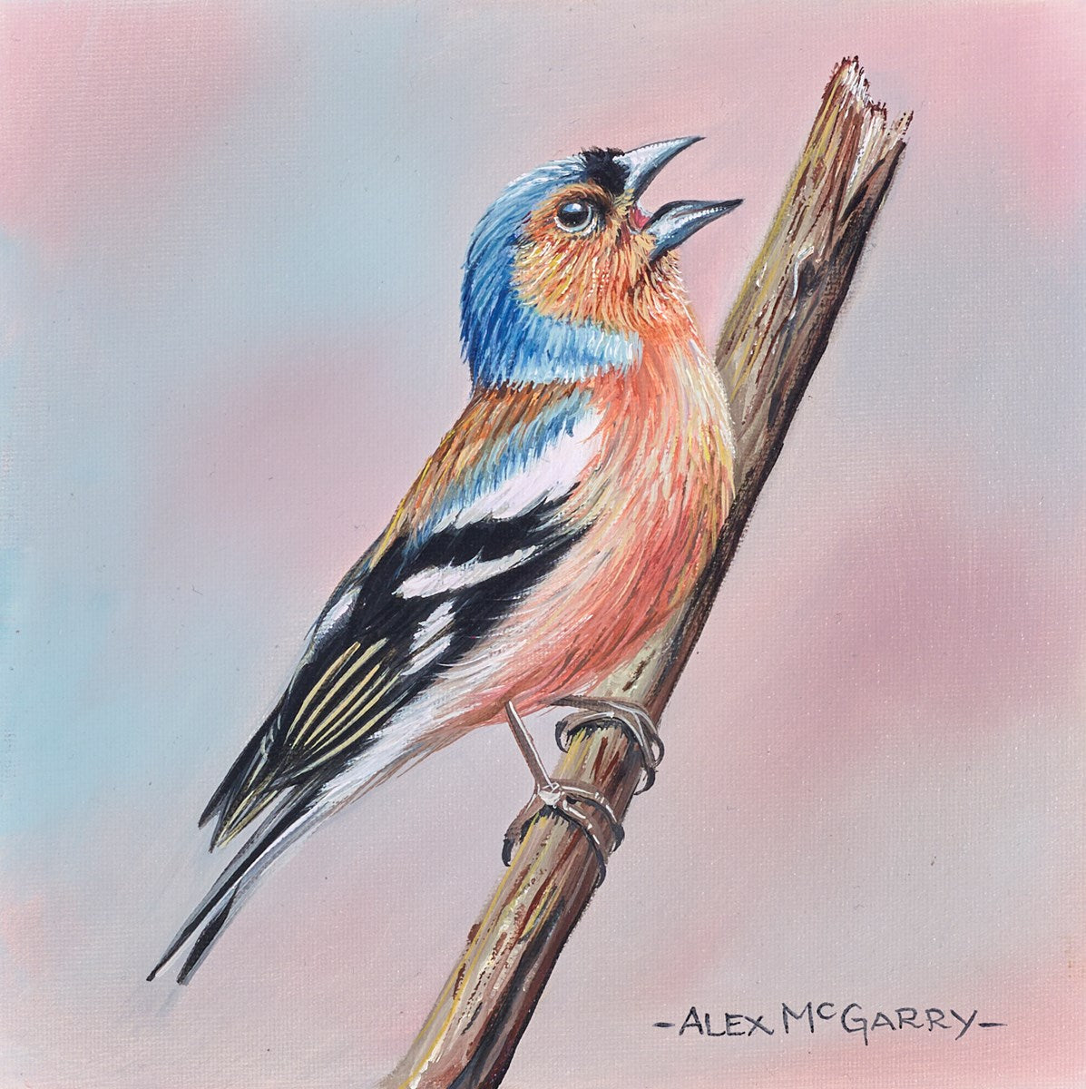 Resting Chaffinch