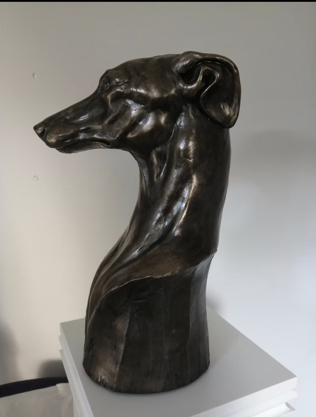 Greyhound Study - Sophie