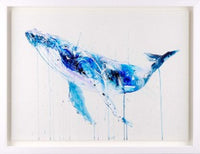 Humpback Whale